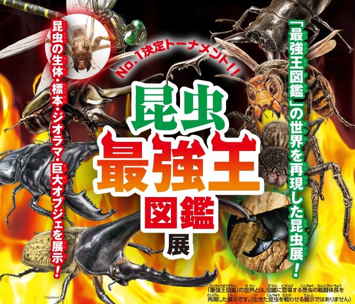 【予告】No.1決定トーナメント!! 昆虫最強図鑑展