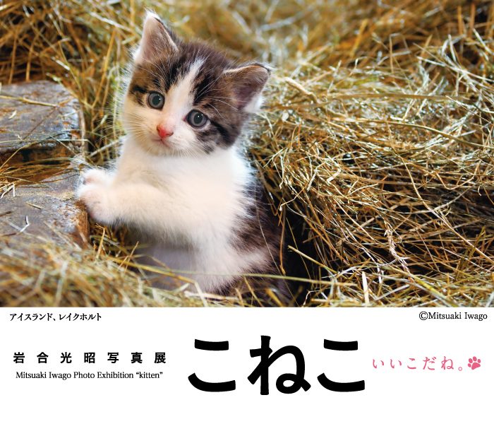 ショップニュース画像